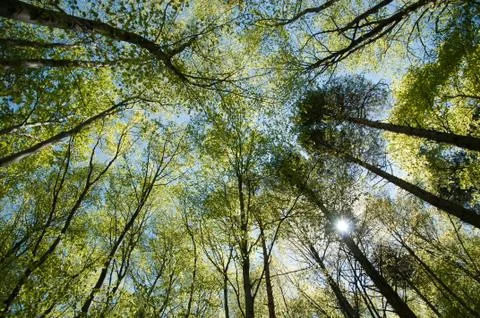 Beech forest Stock Photos
