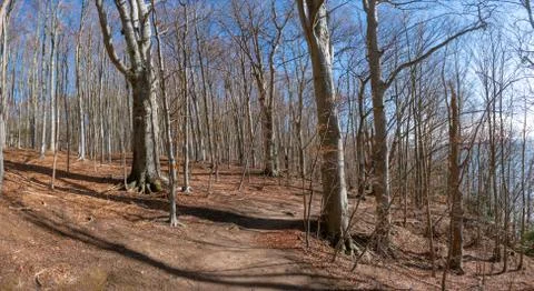 Beech Forest 스톡 사진