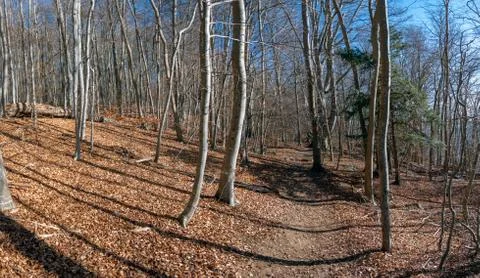 Beech Forest Stock Photos