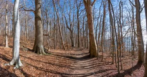 Beech Forest 写真素材