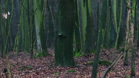 Beech forest in the rain, february Stock Footage 141372467