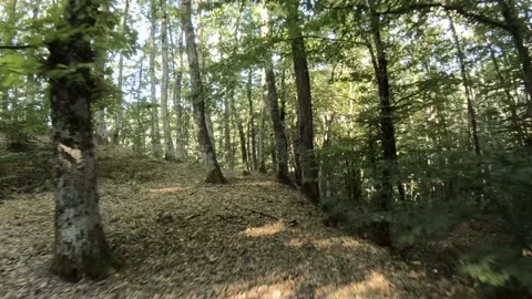 Beech forest shot in FPV Stock Footage 171213632