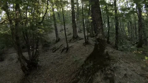 Beech forest shot in FPV Stock Footage 171213924
