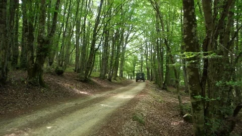 Beech Forest Sicily 4x4 Off-road Vehicle Driven Along Dirt Road Nebrodi Park Vídeos de archivo 155643694