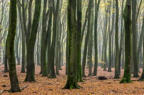 Beech Forest Speulderbos Stock Photos
