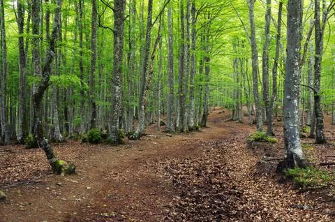 Beech forest in spring and a pathway Stock Photos