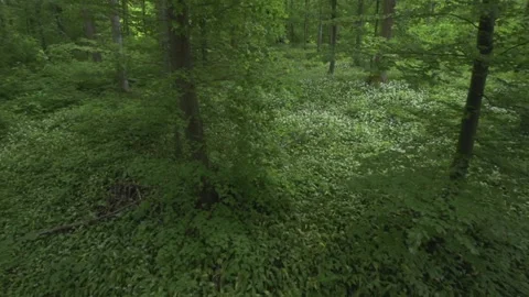 Beech forest in spring (crane ride) Stock Footage 256989641