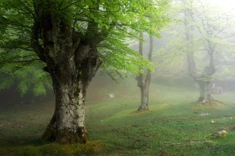 Beech forest in spring with fog Stock Photos