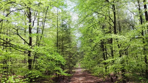 Beech forest at spring with fresh green leaves. Video stock 209150864