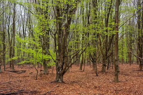 Beech forest in spring: fresh green leaves Foto stock