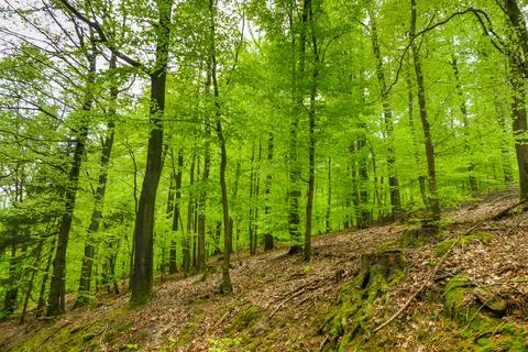 Beech forest in spring with fresh leaf green Stock Photos