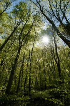 Beech forest in the spring Stock Photos