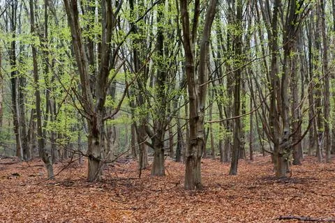 Beech forest in spring Stock Photos