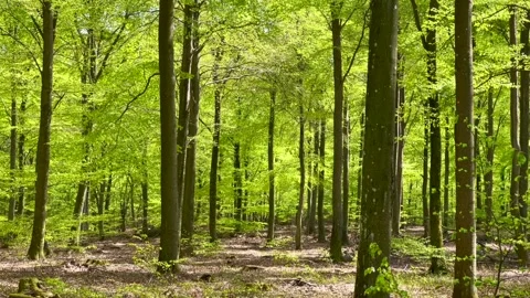 Beech forest in the springtime in St Olof Simrishamn community Scania Sweden Stock Footage 204970671