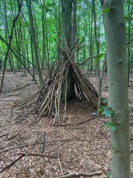 Beech forest in springtime with tree trunks and roots. Stock Photos