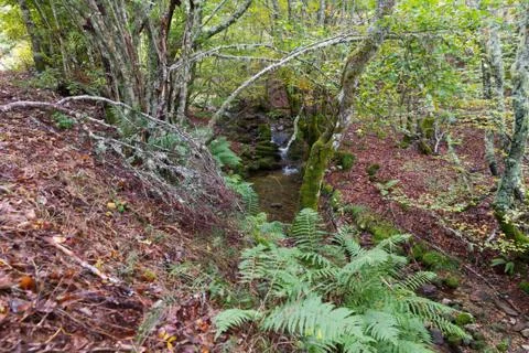 Beech Forest Stream Foto stock