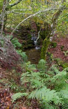 Beech Forest Stream Stock Photos