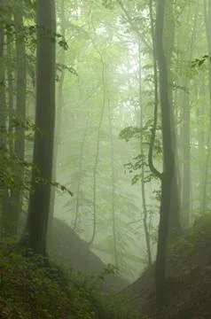 Beech forest in the summer after the storm Stock Photos