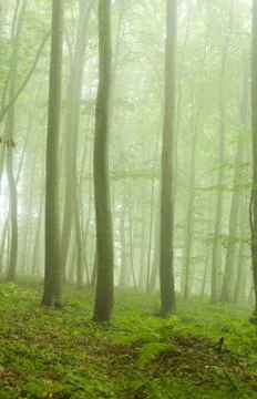 Beech forest in the summer after the storm Stock-Fotos