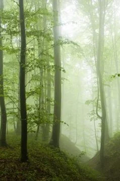 Beech forest in the summer after the storm Foto stock