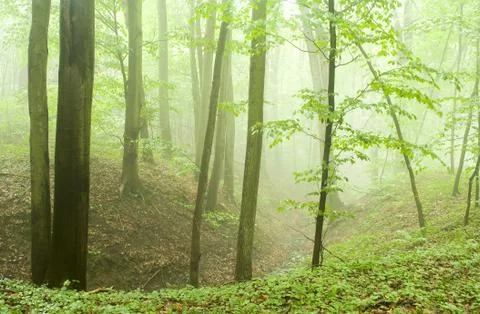 Beech forest in the summer after the storm Stock Photos