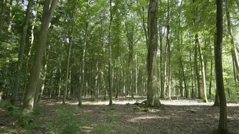 Beech Forest in Summer Video stock 329960807