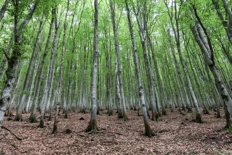 Beech forest in summer in the mountains.... beech forest in summer in the mou Stock Photos