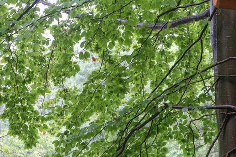 Beech forest in summer in the mountains.... beech forest in summer in the mou Stock Photos