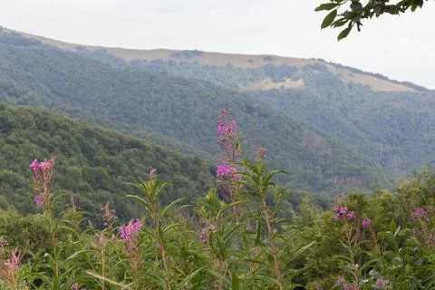 Beech forest in summer in the mountains.... beech forest in summer in the mou Foto stock