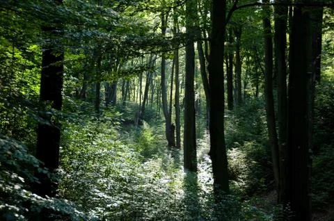 Beech forest in summer Stock Photos