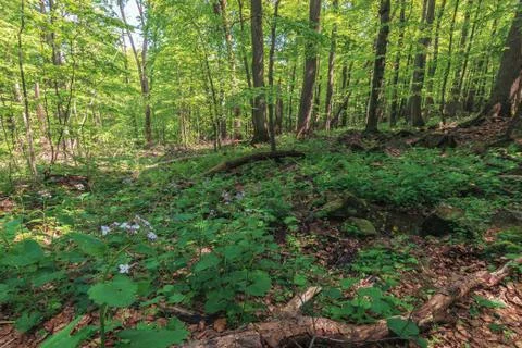 Beech forest in summer Stock Photos