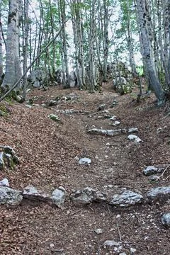 Beech Forest in summertime - HDR Foto stock