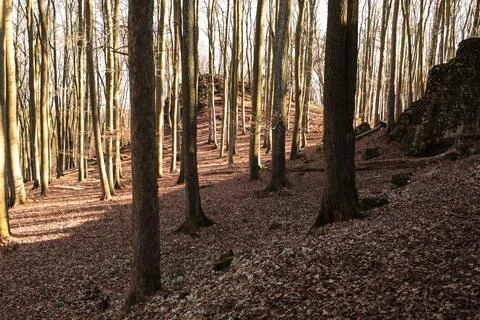 Beech forest on a sunny spring day with the sun shining through the trees Stock Photos