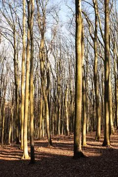 Beech forest on a sunny spring day with the sun shining through the trees Stock Photos
