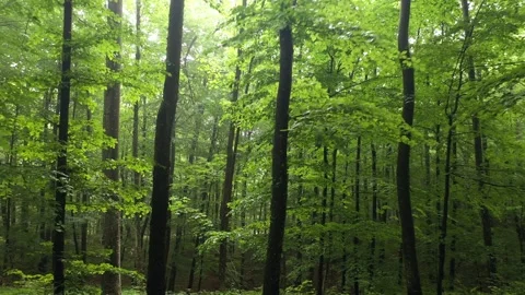 Beech forest trees drone shot Stock Footage 341430554