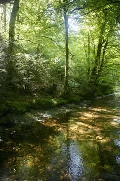 Beech forest trees with river flow under Stock Photos