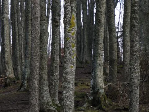 Beech forest with a very old tree in Calamone Ventasso Lake Italy Stock Photos
