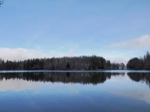 Beech forest with a very old tree in Calamone Ventasso Lake Italy Stock Photos