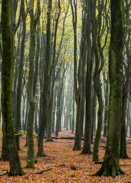 Beech Forest Vierhouten Stock Photos