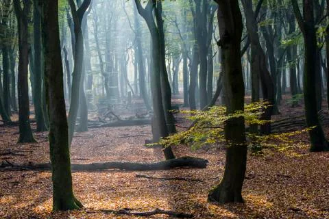 Beech Forest in Vierhouten Stock Photos