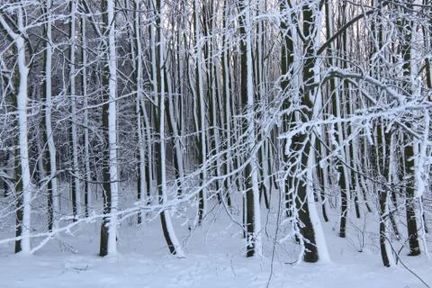 Beech forest in winter - bare tree branches covered with snow Foto stock