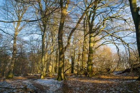 Beech forest in winter Stock Photos