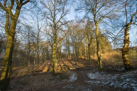 Beech forest in winter Stock Photos