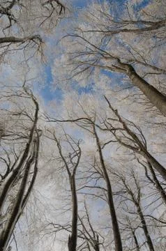 Beech forest in the winter Stock Photos