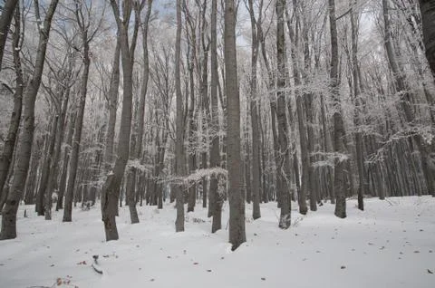 Beech forest in the winter Stock Photos