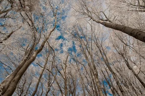 Beech forest in the winter Stock Photos