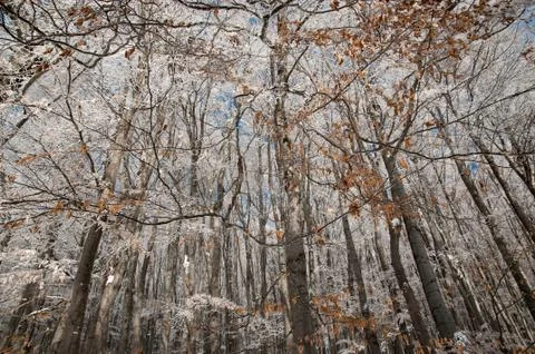 Beech forest in the winter Stock Photos