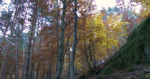 BEECH FOREST_1 Stock Footage 255926725