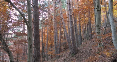 BEECH FOREST_2 Stock Footage 255967003