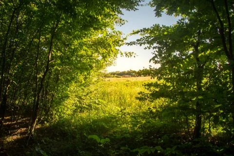 Beech forestBeech forest. Main forest-forming species of European forests Stock Photos